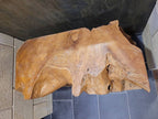 Teakholz-Wurzel 80 CM Unikat Spezielles